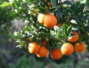 Kupon: NORA PONUDBA: Okusite jesen v Dalmaciji – OBIRANJE MANDARIN, tradicionalna VOŽNJA s TRUPICAM in ogled prekrasnega OMIŠA!