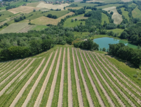 Kupon: NORA PONUDBA: Dvodnevno martinovanje v srcu Emilije-Romanje, v čudoviti PARMI – vino, zgodovina in nepozabni okusi! 